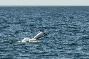 Dusky Dolphin jumping, Peninsula Valdes,Patagonia,Argentina photo