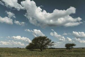 Solitary tree in Pampas landscape, Patagonia, Argentina photo