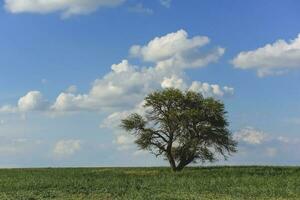 Solitary tree in Pampas landscape, Patagonia, Argentina photo