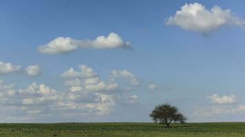 Solitary tree in Pampas landscape, Patagonia, Argentina photo