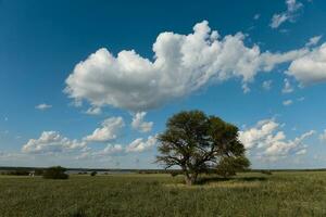 Solitary tree in Pampas landscape, Patagonia, Argentina photo