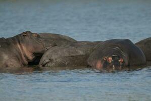 Playing Hippopotamus , Kruger National Park , Africa photo