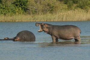 Playing Hippopotamus , Kruger National Park , Africa photo