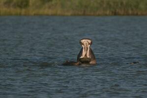 Hippopotamus , Kruger National Park , Africa photo