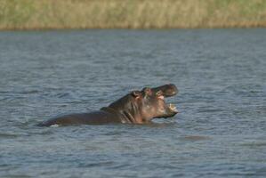 Playing Hippopotamus , Kruger National Park , Africa photo