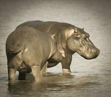 Playing Hippopotamus , Kruger National Park , Africa photo