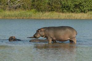 Hippopotamus , Kruger National Park , Africa photo
