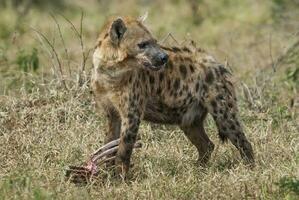 hiena comiendo, África foto