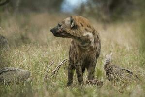 hiena comiendo, África foto
