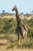 Giraffa, Kruger National Park photo