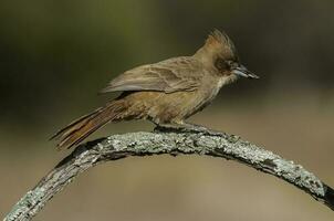 Brown cacholote , in Pampas forest environment, La Pampa province, Patagonia , Argentina photo