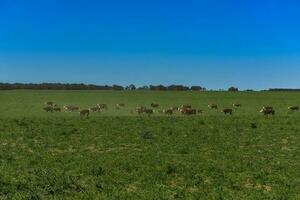 pampa césped alimentar, vaca, la pampa, argentina foto