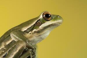 Frog,  La Pampa, Argentina photo