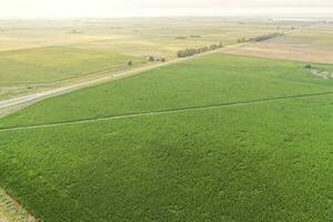 Corn cultivation, Buenos Aires Province, Argentina. photo