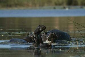 Hippopotamus , Kruger National Park , Africa photo