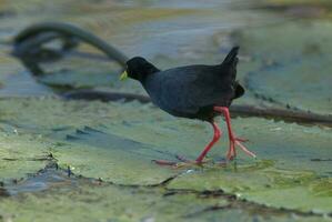 Black crake, Africa photo