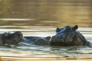 Playing Hippopotamus , Kruger National Park , Africa photo