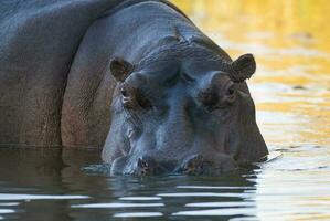 Playing Hippopotamus , Kruger National Park , Africa photo