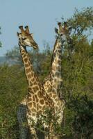 jirafa, kruger nacional parque foto