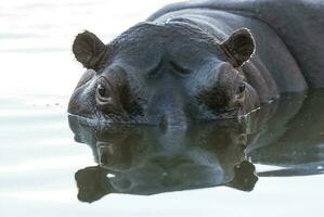 Hippopotamus , Kruger National Park , Africa photo