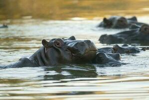 Hippopotamus , Kruger National Park , Africa photo