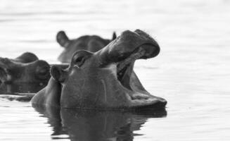 Playing Hippopotamus , Kruger National Park , Africa photo