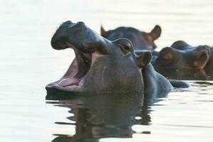 Hippopotamus , Kruger National Park , Africa photo