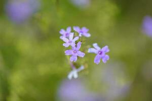 Wild flower in Patagonia, Argentina photo