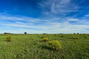 primavera temporada paisaje, la pampa foto