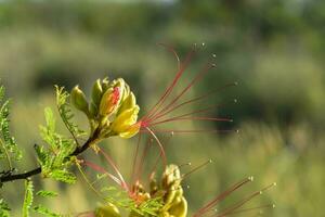 Wild flower in Patagonia, Argentina photo