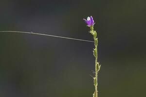 Wild flower in Patagonia, Argentina photo