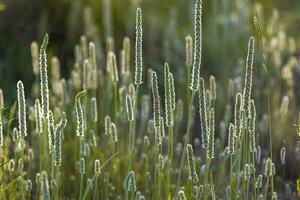 Grass in Patagonia, Argentina photo