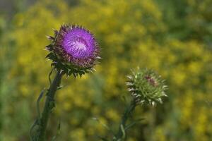 Wild flower in Patagonia, Argentina photo