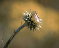 Wild flower in Patagonia, Argentina photo