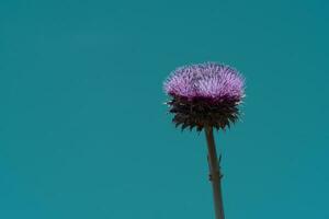 Wild flower in Patagonia, Argentina photo