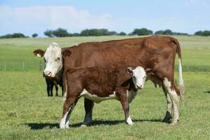 Cattle in Argentine countryside,La Pampa Province, Argentina. photo