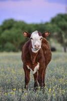 Cow looking at the camera, Entre Rios province, Argentina. photo