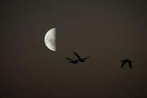 Birds and moon landscape photo