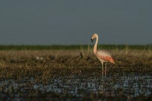 Flamingos, Patagonia Argentina photo