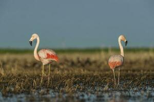 Flamingos, Patagonia Argentina photo