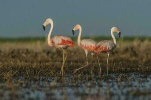 Flamingos, Patagonia Argentina photo