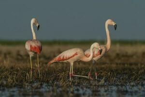 Flamingos, Patagonia Argentina photo