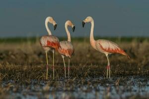 Flamingos, Patagonia Argentina photo