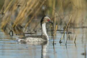 Silvery Grebe , Patagonia, Argentina photo