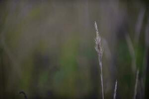 Grass in countryside pampas Argentina photo