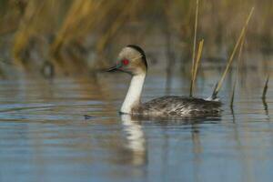 Silvery Grebe , Patagonia, Argentina photo