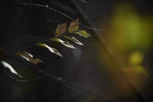 Autumn leaves in the forest, La Pampa Province, Patagonia, Argentina. photo