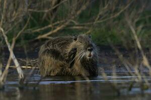 Coipo, Myocastor coypus, La Pampa Province, Patagonia, Argentina. photo