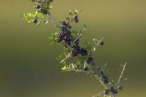 Wild fruits in Pampas forest environment, La Pampa Province, Patagonia, Argentina. photo