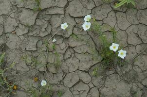 Wild flowers in semi desertic environment, Calden forest, La Pampa Argentina photo